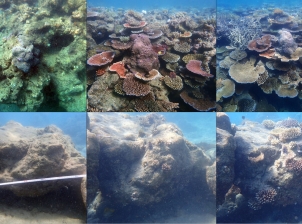 Three photos in the top row show the same section of reef at North Reef, in 2018, 2021 and 2023.  Over the course of the time series, the visible coral cover at that site has noticeably increased. The three photos in the second row show the coral recruitment in Manta Ray Bay. Left to right: images taken in December 2019, March 2022, and May 2023 showing an increase in the number and size of Acropora recruits with each survey.