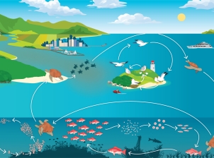 The conceptual diagram is of a landscape depicting the Reef and it’s supporting coastal ecosystems, similar to figure 3.1, including mangrove habitats, river mouth, sandy beaches on the mainland and islands, reef, shipwreck and seagrass beds. Life cycles of corals, turtles, seabirds and reef fish are depicted via arrows to connect the different components. Corals release gametes into the water column, which fertilise and dissipate, then settle onto the substrate following their larval phase.