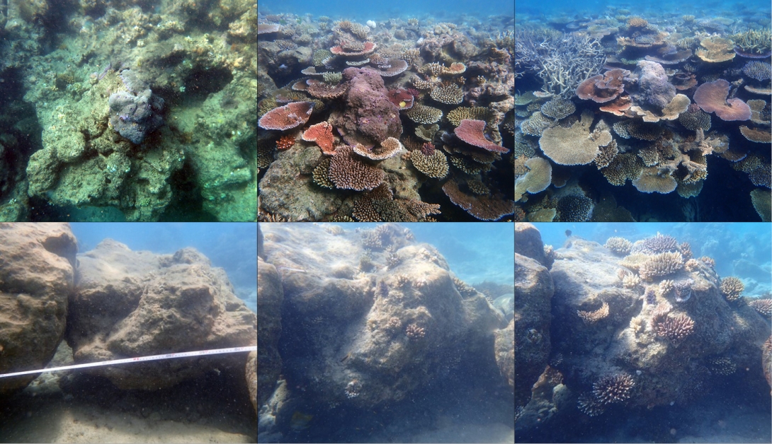 Three photos in the top row show the same section of reef at North Reef, in 2018, 2021 and 2023.  Over the course of the time series, the visible coral cover at that site has noticeably increased. The three photos in the second row show the coral recruitment in Manta Ray Bay. Left to right: images taken in December 2019, March 2022, and May 2023 showing an increase in the number and size of Acropora recruits with each survey.