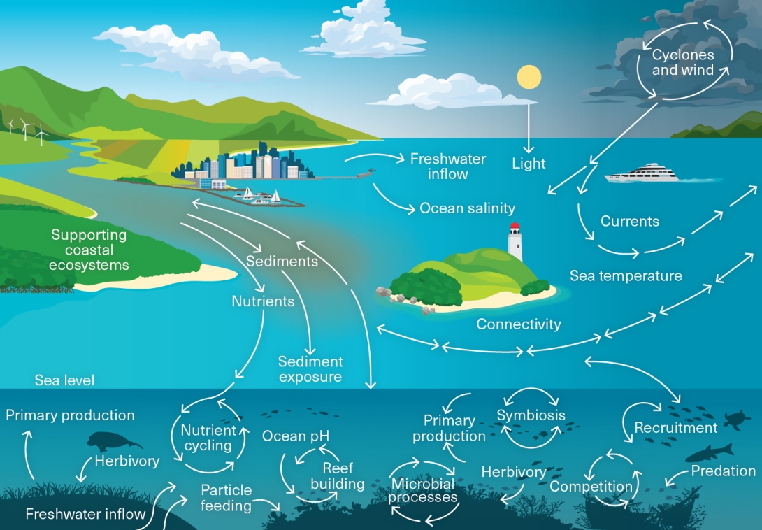 The diagram is of a landscape with the Reef’s supporting coastal ecosystems depicted via a continental land mass with mountains, coastal development, such as city, marina and wind farm, bordering a river mouth with white arrows naming the processes. 