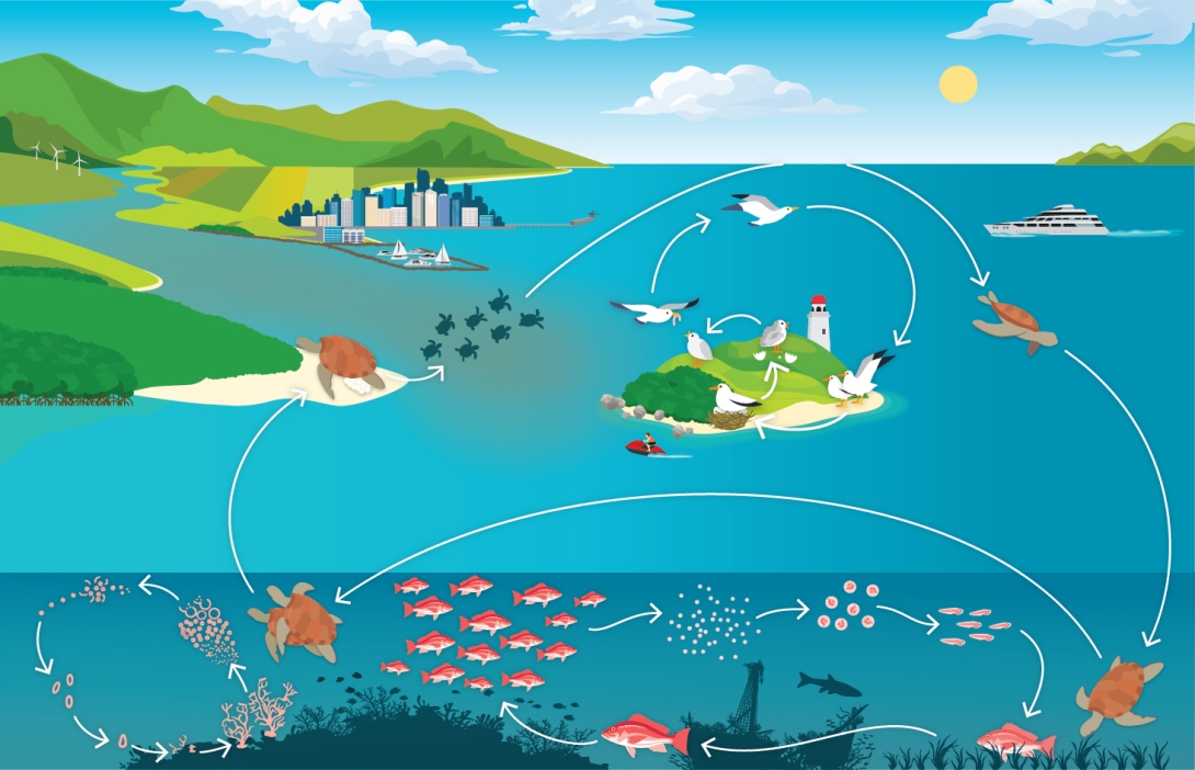 The conceptual diagram is of a landscape depicting the Reef and it’s supporting coastal ecosystems, similar to figure 3.1, including mangrove habitats, river mouth, sandy beaches on the mainland and islands, reef, shipwreck and seagrass beds. Life cycles of corals, turtles, seabirds and reef fish are depicted via arrows to connect the different components. Corals release gametes into the water column, which fertilise and dissipate, then settle onto the substrate following their larval phase.