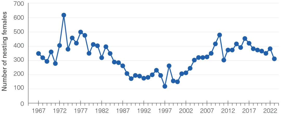A line diagram showing the number of nesting female loggerhead turtles per year from 1967 to 2017. In the context of the period of time shown on the graph, a particularly high number of nesting turtles was recorded in 1973 with just over 600 females. Numbers gradually declined in 1983 from 400 females to under 200 females in 1989 and remained at that low level for the next few years.