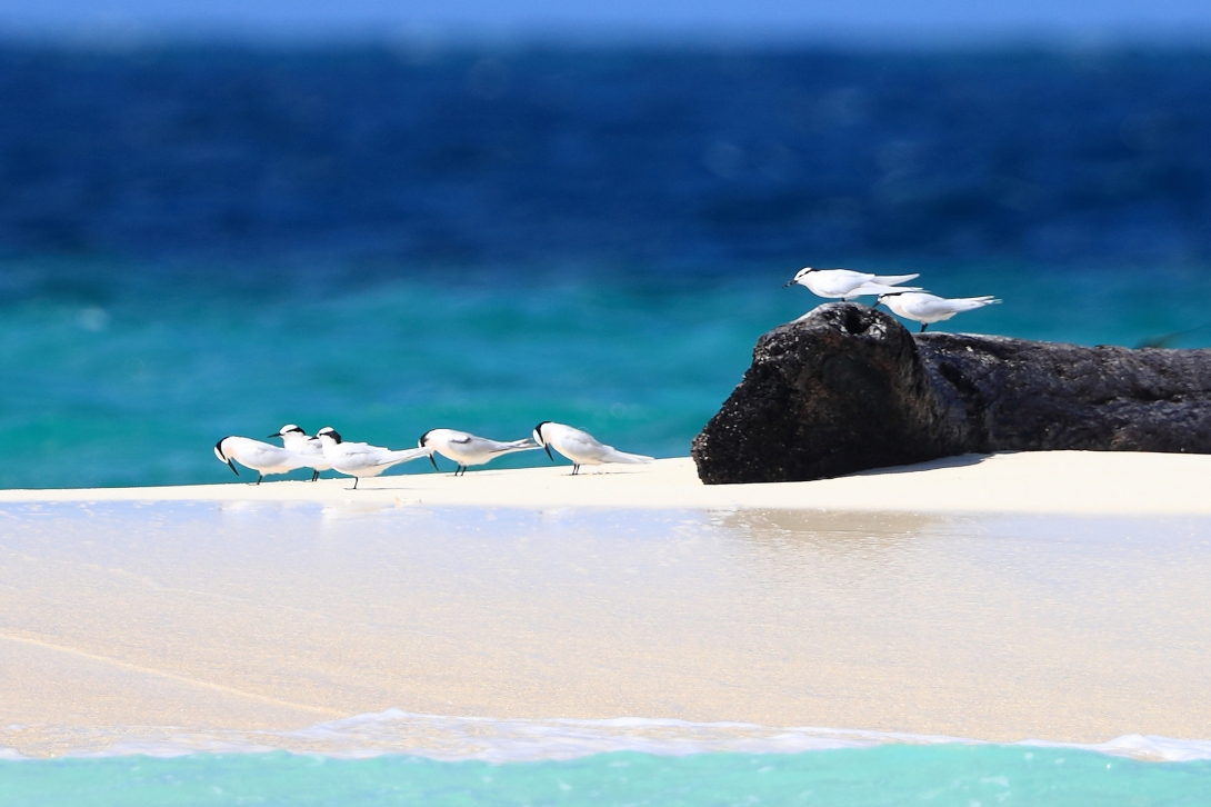 Seven black-naped terns standing on a sandy beach, with azure blue waters in the background.