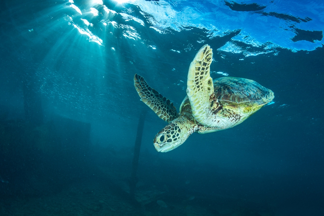 Green sea turtle swimming in the ocean 