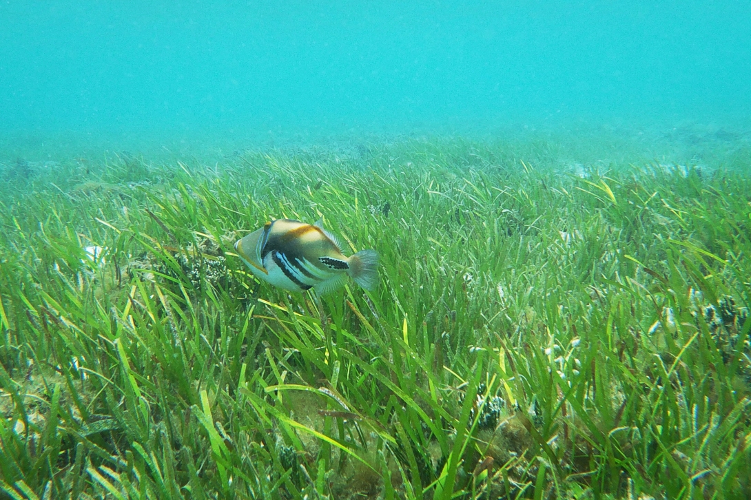 An underwater image of a Picasso triggerfish swimming over seagrass. 