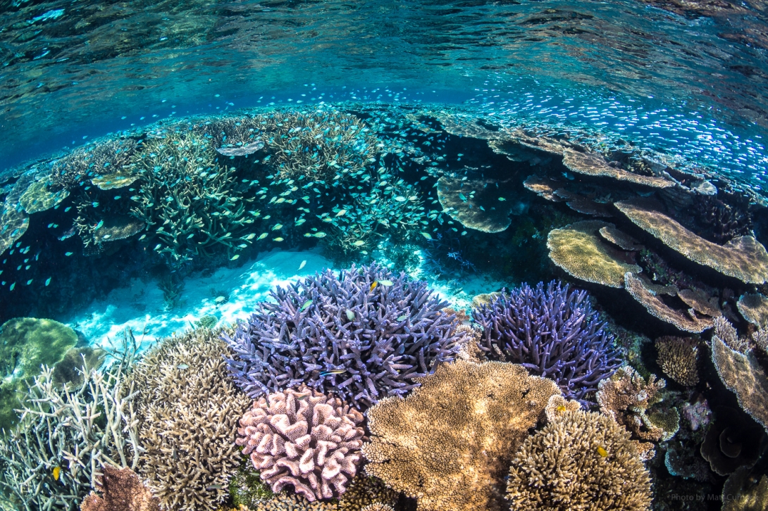 Underwater image of a colourful coral reef with schools of small fishes. 