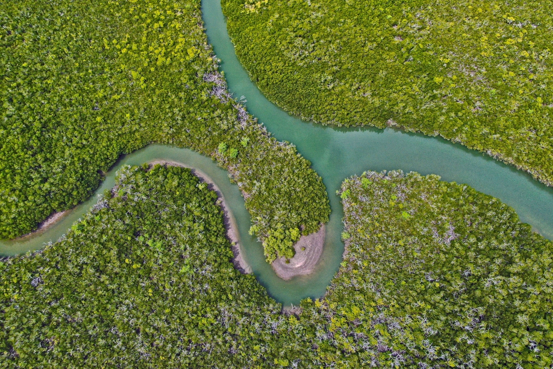 An aerial shot of a river system meandering through lush mangroves. 