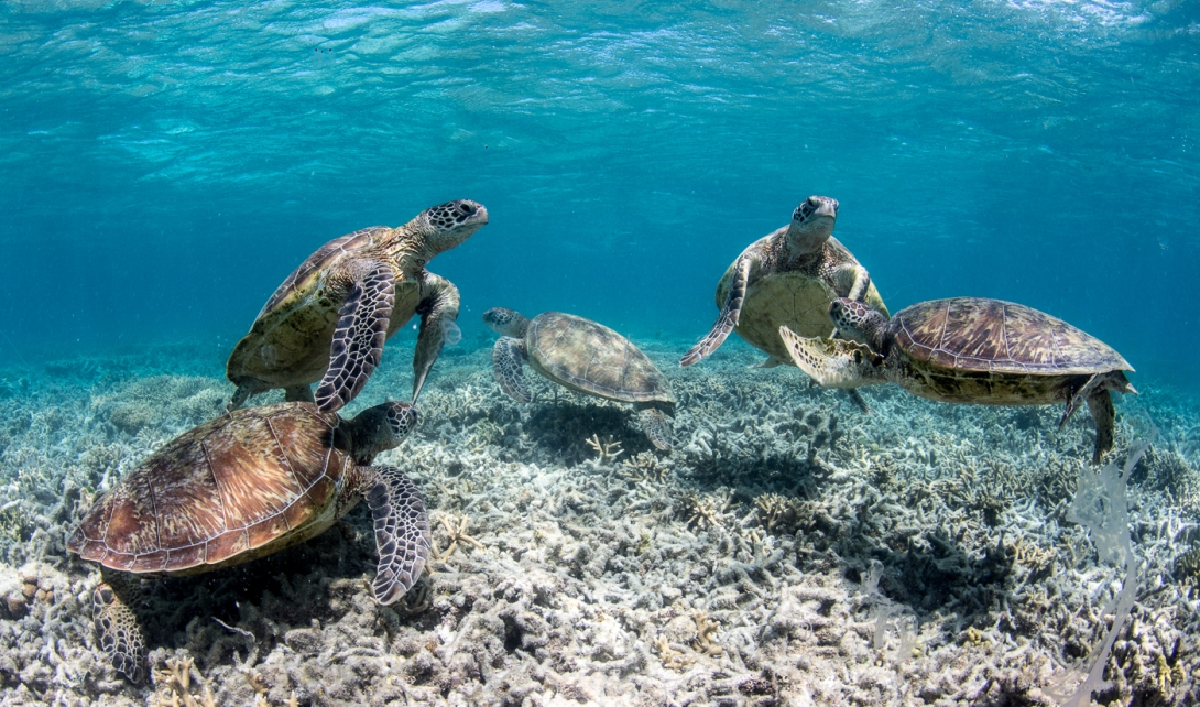 Photograph of a group of five green sea turtles swimming over coral in shallow water. 