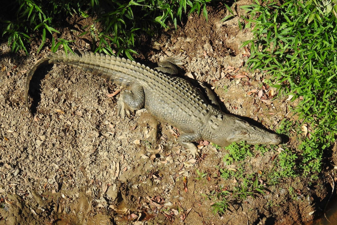 A saltwater crocodile outside the water, surrounded by grass.