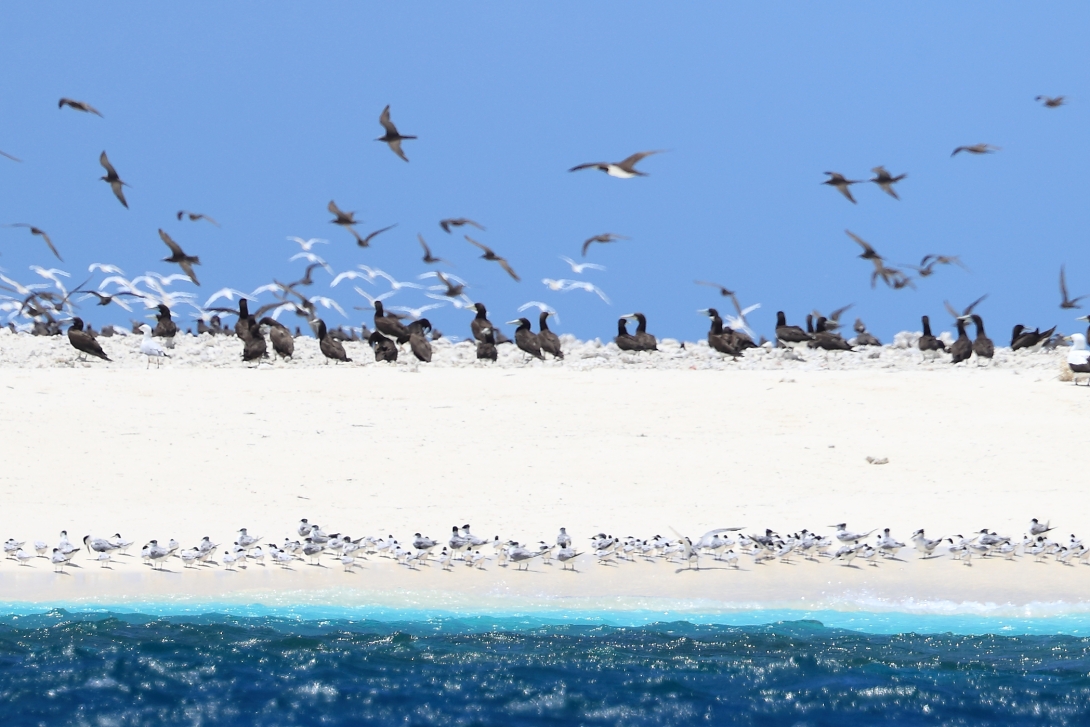 A photograph of an island covered in seabirds with smaller ones along the waterline and larger birds standing further back. In the background, multiple birds have taken flight. 