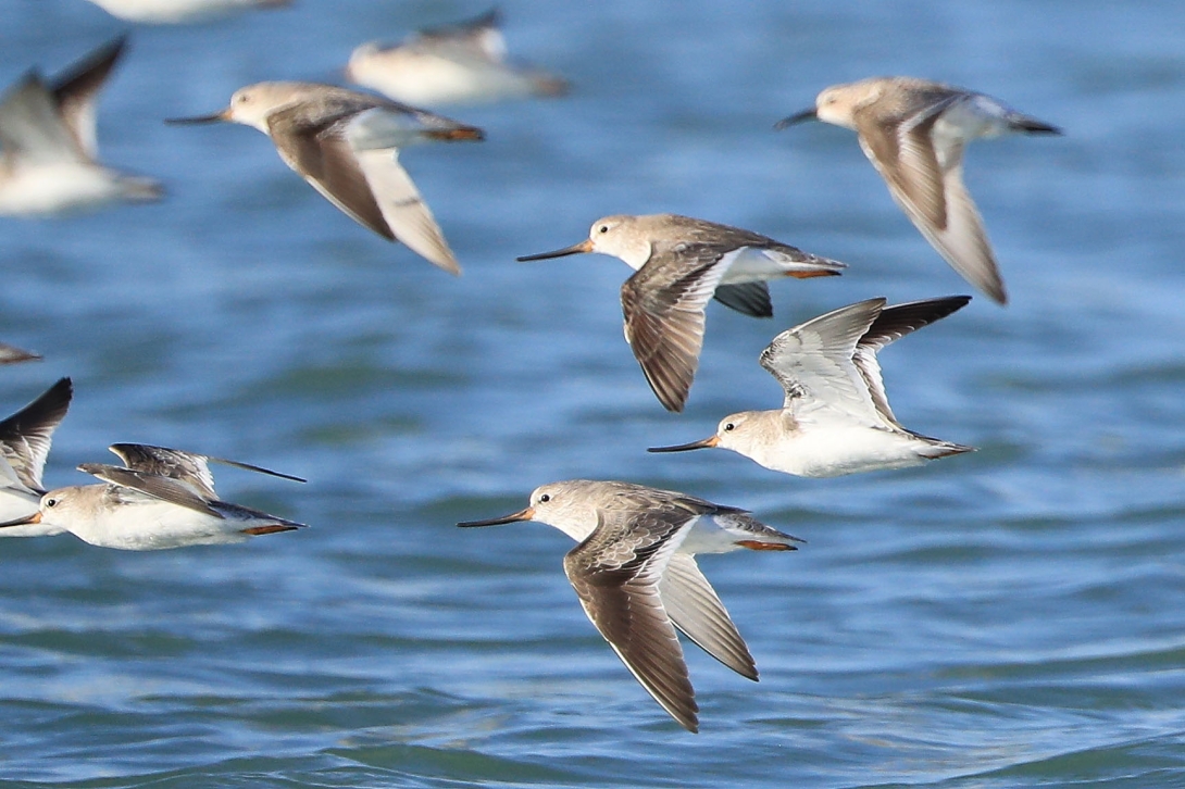 Ten terek sandpipers fly low above the water. 