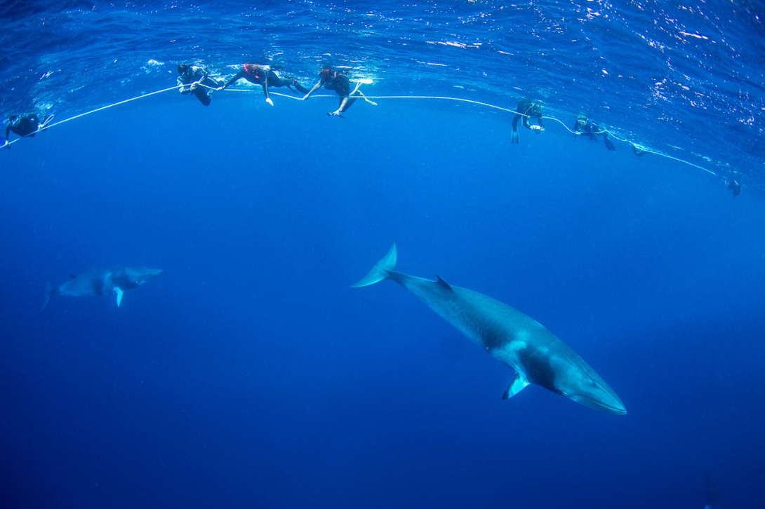 An underwater image of two dwarf minke whales swimming underneath a group of tourist that are snorkelling while holding on to a rope. 