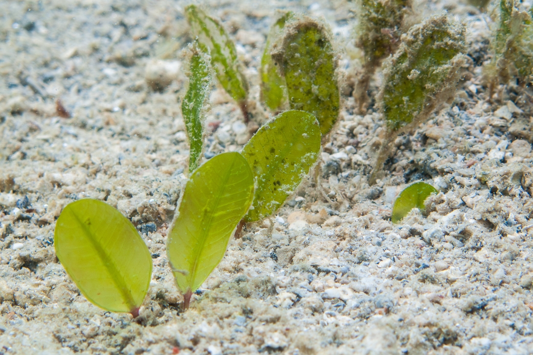 A close-up underwater photograph focused on a pair of young leaves of the seagrass Halophila ovalis growing in carbonate sand.