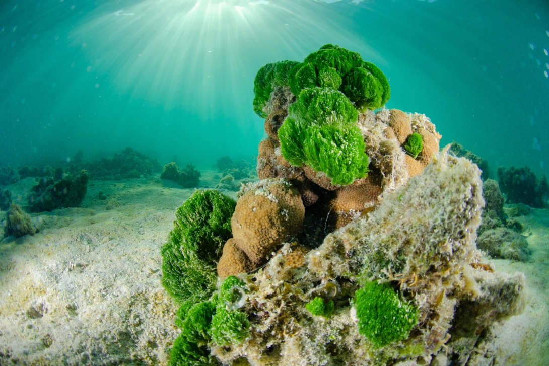 An underwater image of a coral structure that is partially covered in different types of algae including bright green turtleweed (Chlorodesmis species) and mixed turf algae.