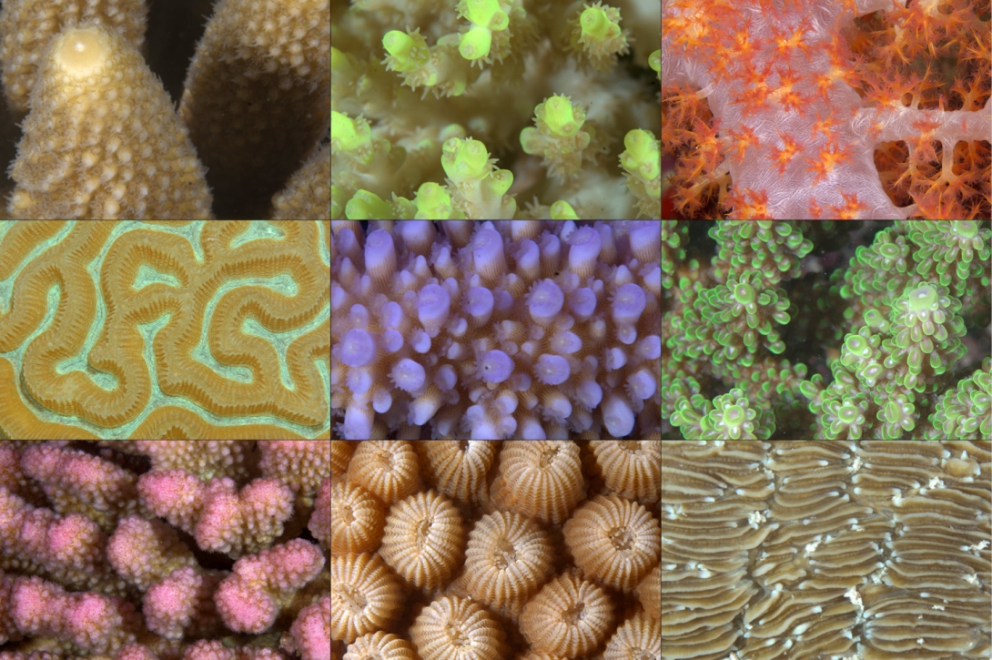 A photomosaic of nine close-up shots of colourful coral structures. 