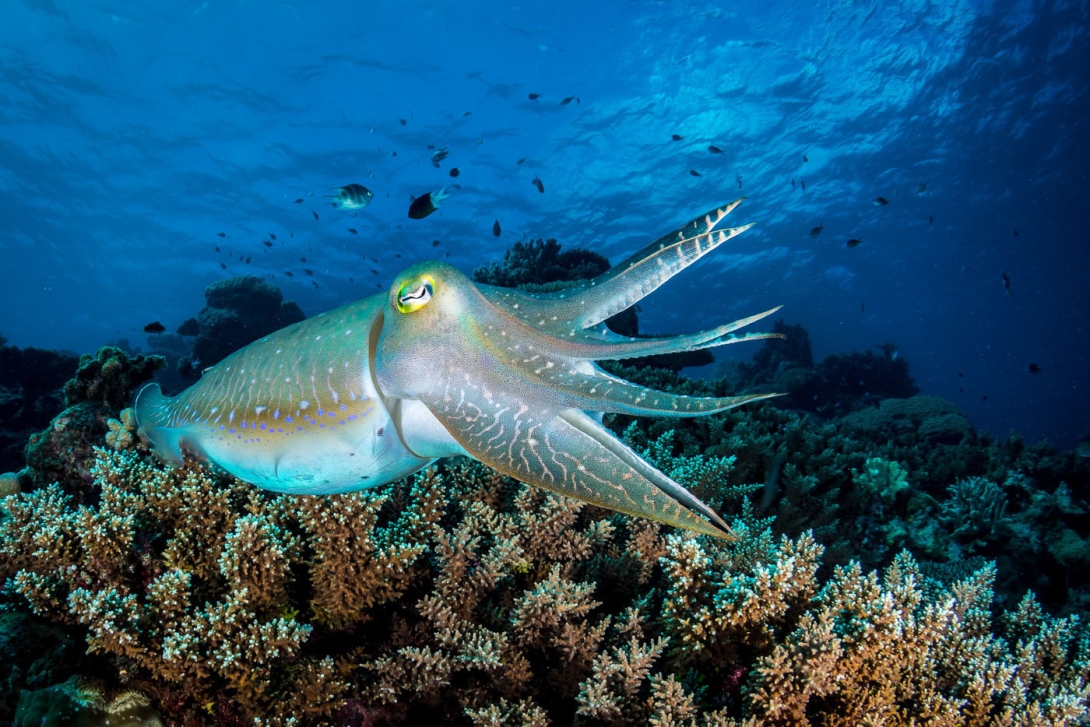 An underwater image of a cuttlefish over coral with small fish in the background.