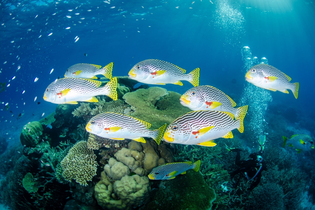 A school of nine oriental sweetlip swim over a coral bommie. 