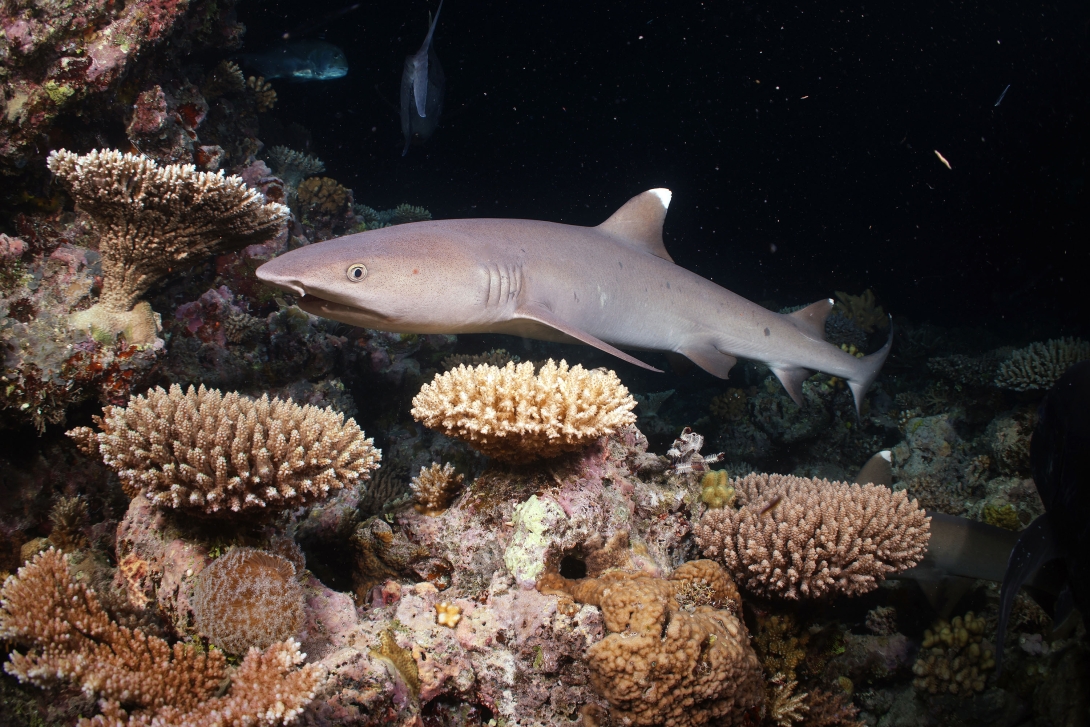 Photograph of a whitetip reef shark patrolling a reef crest at night.   