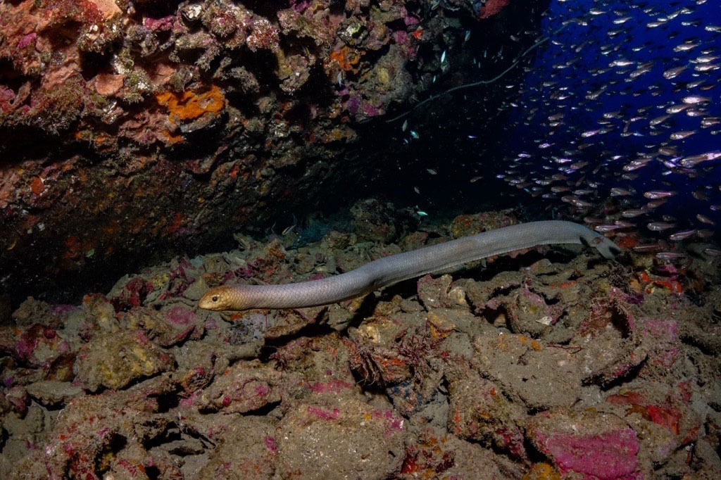 An olive sea snake swims over coral rubble with a swarm of small fish behind it.