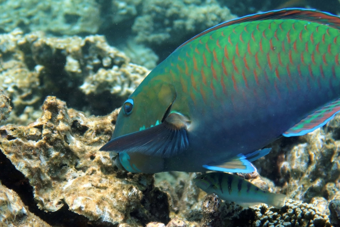 A parrotfish in the act of scrapping the algal matrix on top of old coral skeletons. A smaller wrasse is positioned beneath the parrotfish in anticipation of food scraps.  