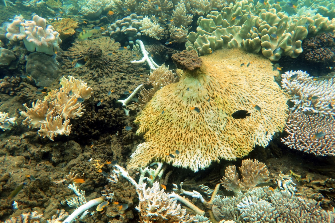 Post-cyclone reef scene with overturned plate coral, healthy soft corals, exposed coral debris and damselfish.