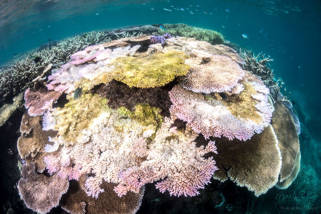 An image of a coral reef scene. There are a number of table corals in the foreground that show the different stages of bleaching, including healthy colonies, and colonies with areas that are bleached white, fluorescing pink and some recently dead areas with algae growing on top. 