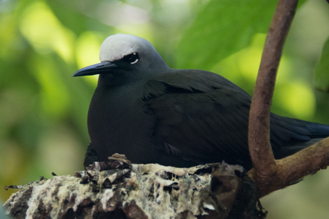 Close up profile shot of a noddy tern on its nest. The nest is made of dried leaves and covered in white guano. The bird stares straight at the camera – its left eye visible, including the white line beneath its eye. 