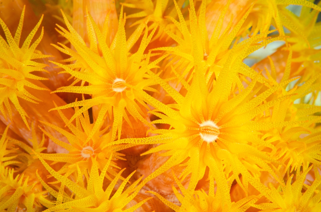 Macro photo of the polyps of a Tubastraea coral. They have bright yellow tentacles, darkening to orange towards the polyp mouth and stalk. The mouth is surrounded by a white circle. The tentacles have a spotty appearance from the zooxanthellae algae that live inside the polyp (symbiotic relationship).