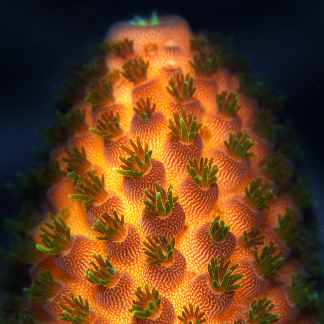 Macro photo of the top of an Acropora coral nubbin, showing a larger axial coral polyp at the top, surrounded by rows of polyps protruding from the coral skeleton, feeding in the water column. The coral is orange with green polyps. 