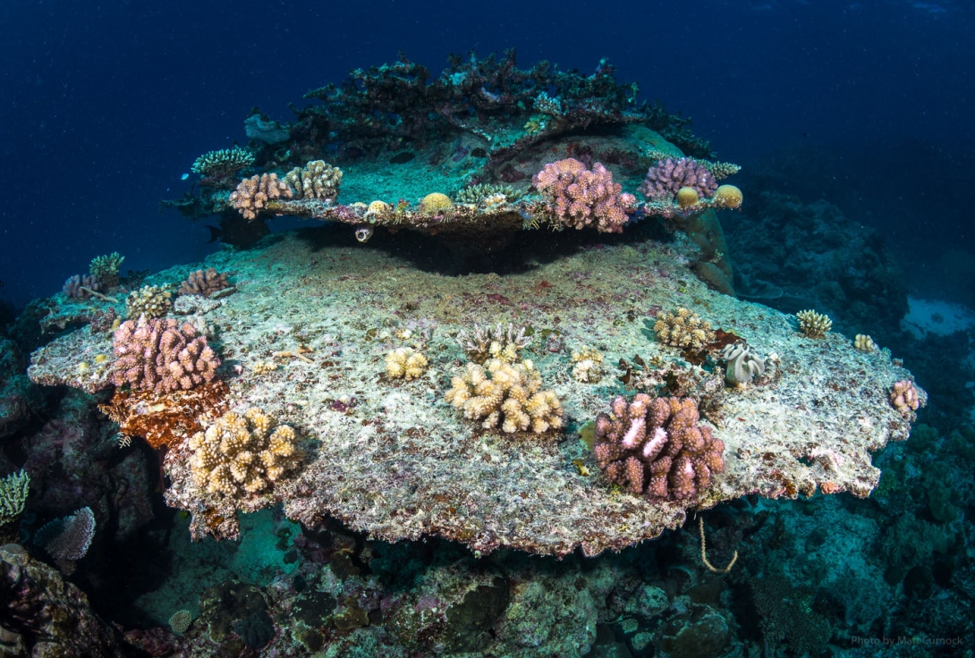 Photo of two large dead table corals, evidenced by thick overgrowth of pink crustose coraline algae and sediment laden turf aglae, but also with multiple young coral colonies of different species, mainly pocilloporids and acroporids, growing on them. 