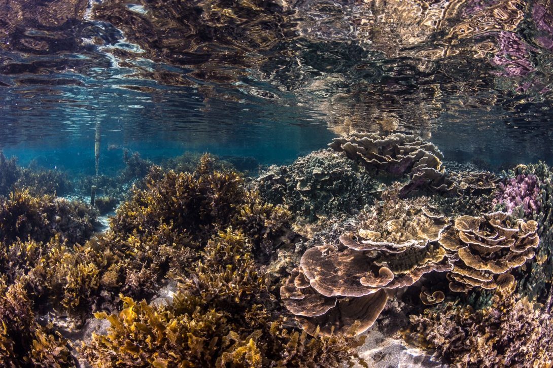 Clear, shallow-water landscape showing the juxtaposition of brown fleshy macrogalgae growing on sandy bottom on the left with coral reef matrix on the right. The corals are mostly plating/foliose pinky brown pachyseris colonies, some reaching up to the water surface, with some pink pocilloporids in the background. 