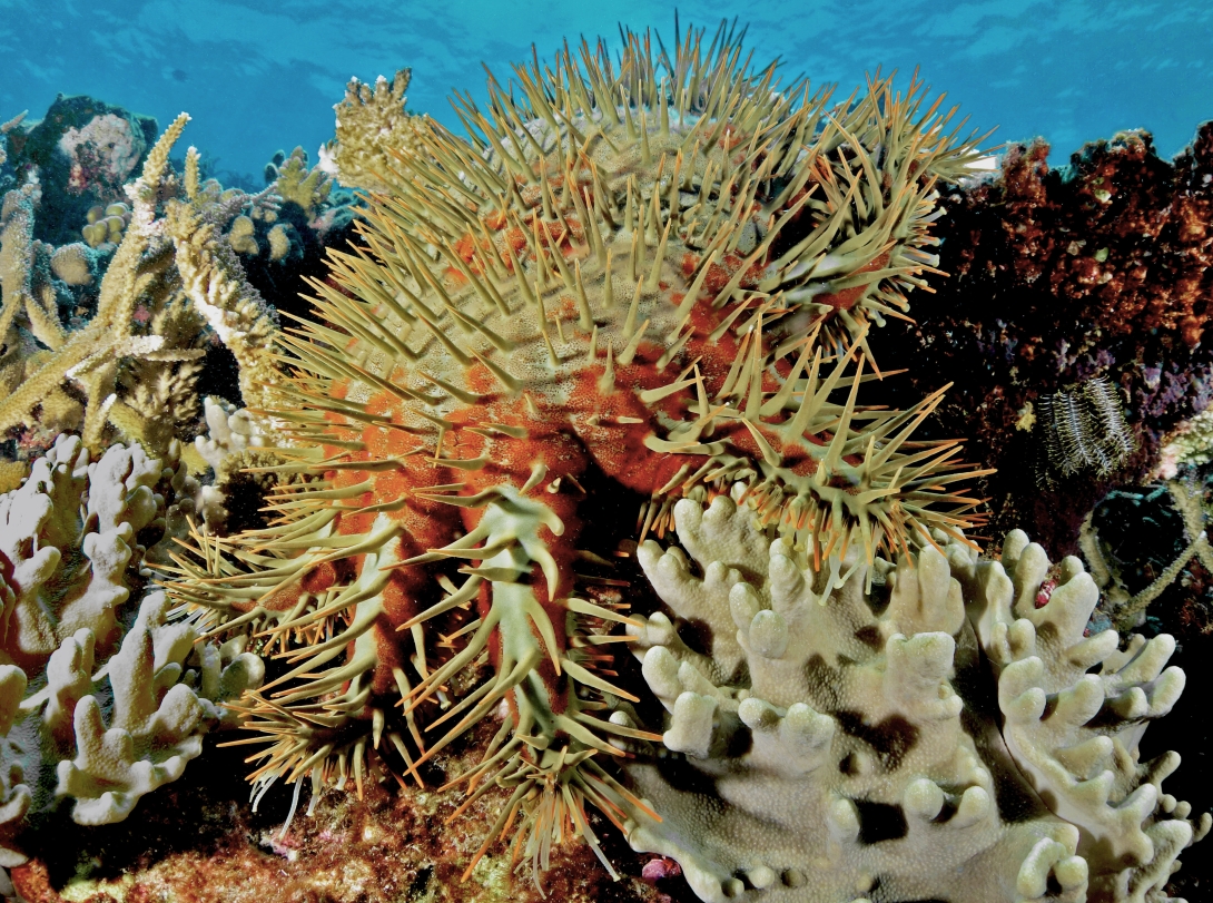 Photograph shows a close-up reef scene of a greeny grey crown of thorns starfish with red/orange markings, sitting across some coral colonies. 