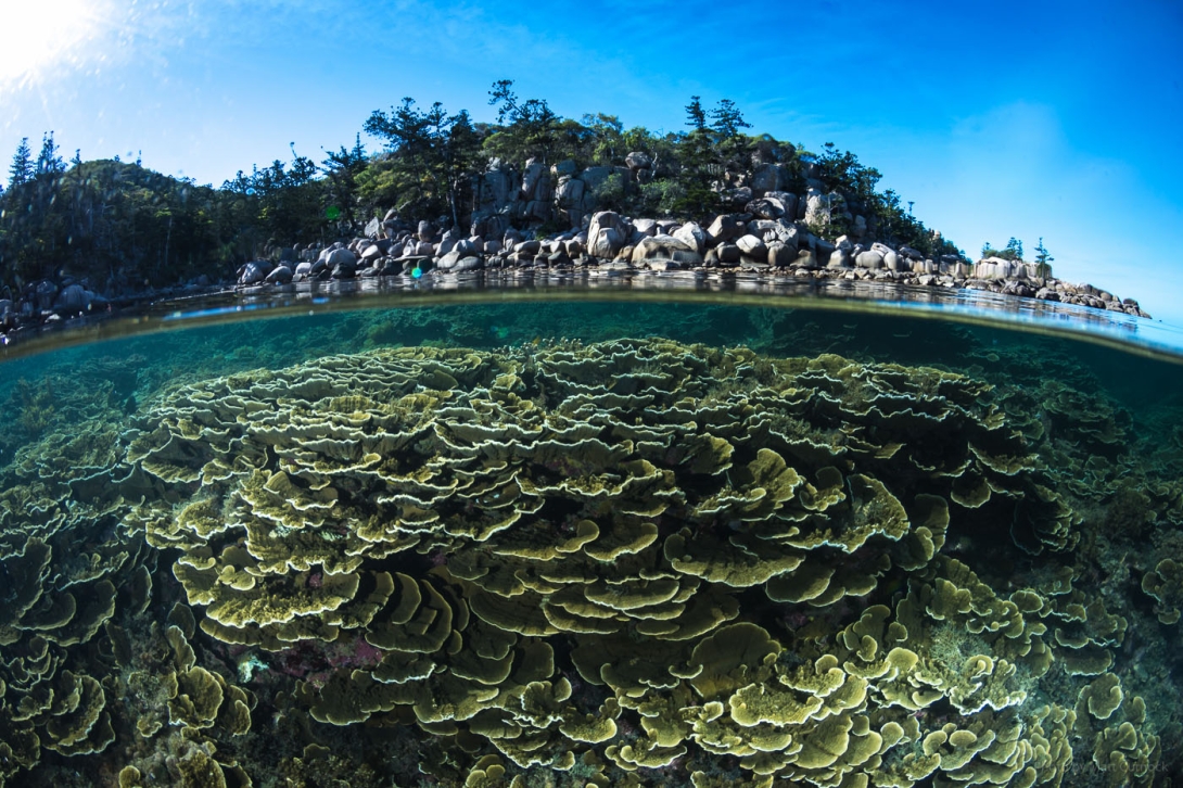 Split-image, where granite boulders can be seen along the bay’s coastline in the upper part of the image and a large colony of foliose growing coral underwater in the bottom part of the image.