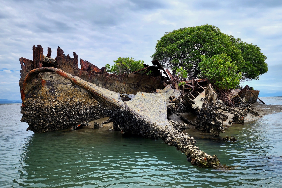 Photograph of a shipwreck, exposed at low tide, whose base appears to be overgrown with oysters. Mangrove trees can be seen growing from the shipwreck.