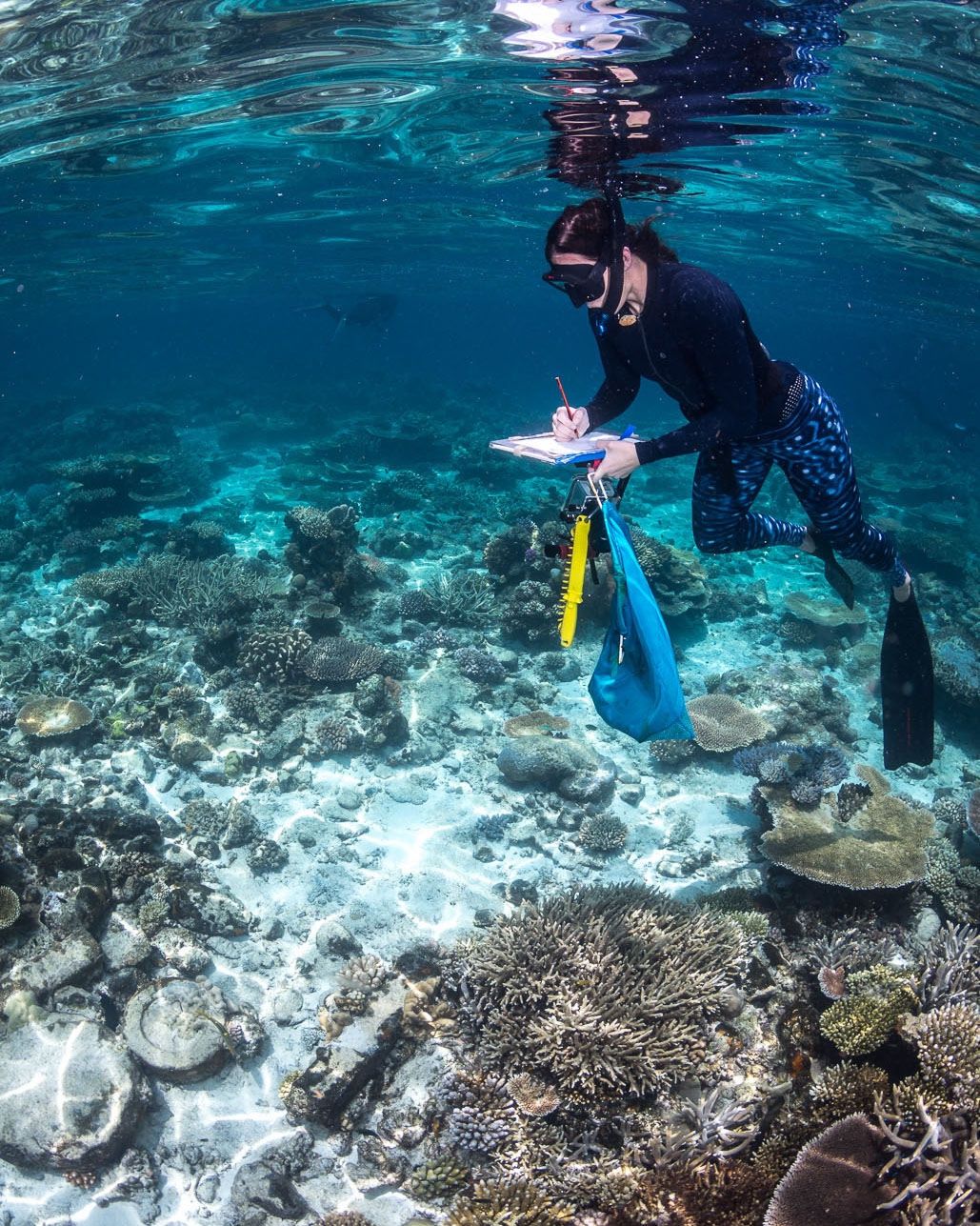 Photograph of an archaeologist on snorkel, inspecting and recording scattered artefacts of a shipwreck on a reef. The snorkeler can be seen taking notes on an underwater survey sheet, while holding the survey sheet board, a bag, an underwater camera, and a dive knife within a protective sheath. The seafloor is covered by patches of sand and coral, and several smaller shipwreck artefacts can be seen in the image’s forefront. A turtle can be seen swimming near the surface, in the image’s background. The image