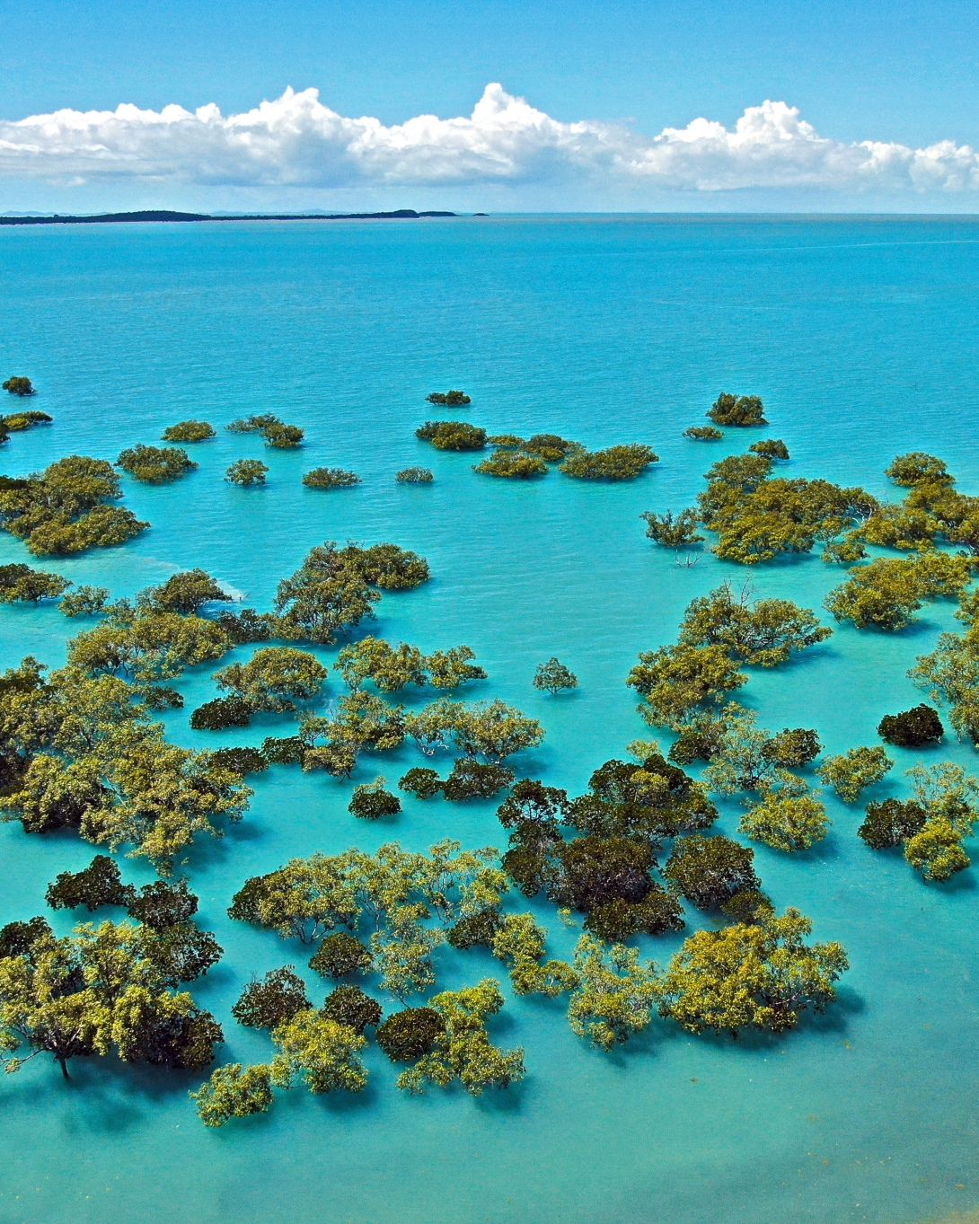 An aerial image of mangrove trees partially submerged at high tide amongst turquoise waters, with mountain range and white fluffy clouds on the horizon. 