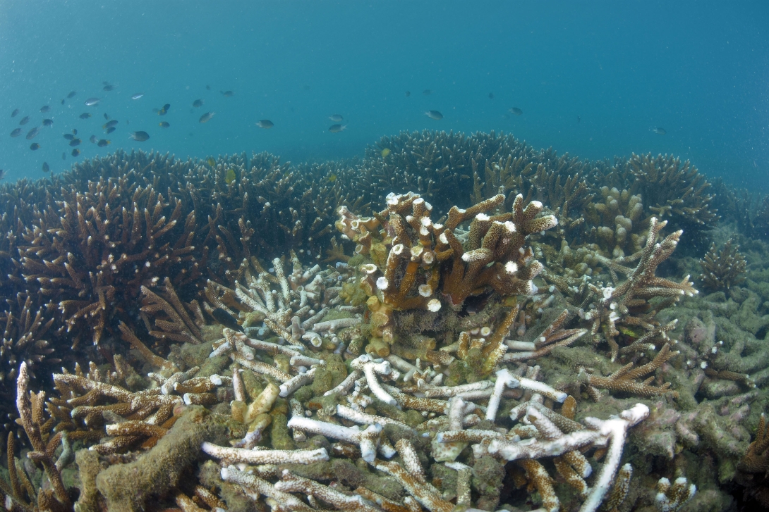 A branching coral that is broken into many pieces because an anchor dropped onto it. Healthy coral and fish colonies are present in the background of the photo