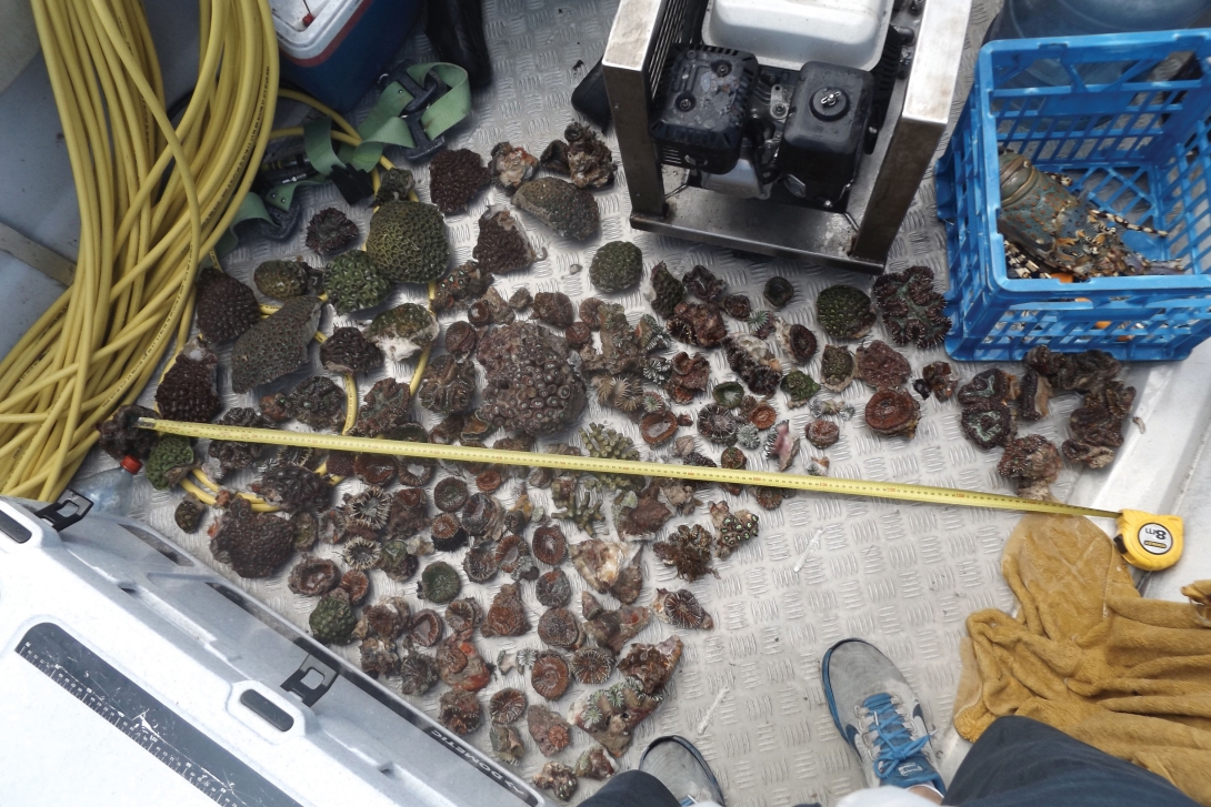 Different species of corals lying on the floor of a boat after they have been collected. 