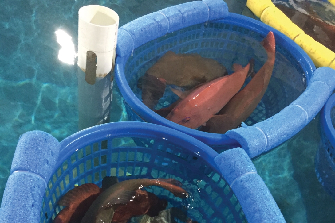 Multiple live coral trout caught by a commercial fisher held in holding tanks. The holding tanks are plastic baskets, floating on the surface of a body of water.