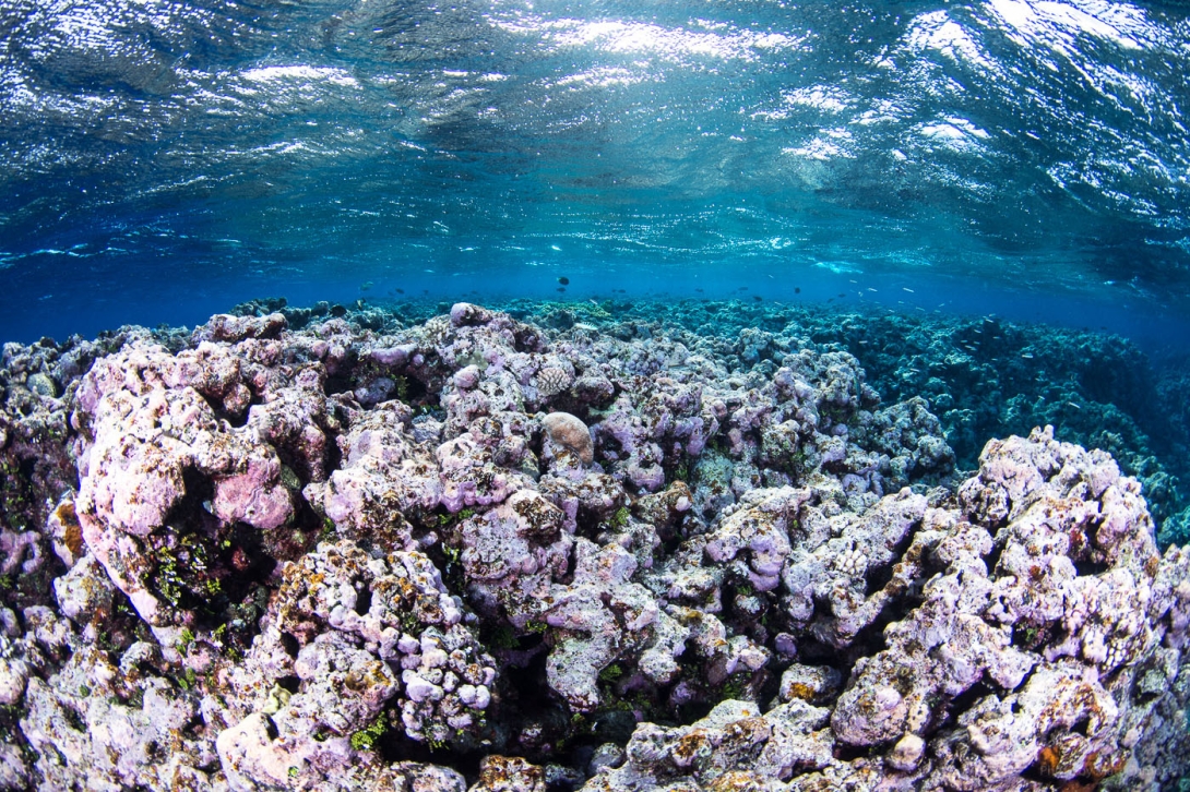 Image of calcified coral reef structure – there are minimal live corals present in the image, but the hard rocky surface has crustose coraline algae in many places. 