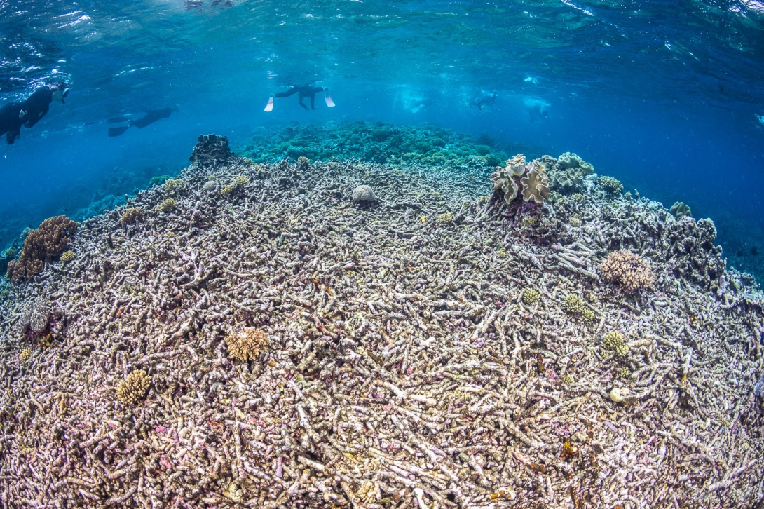 Coral reef scene with rubble and small coral colonies regrowing. There are several snorkellers in the blue water in the background. 