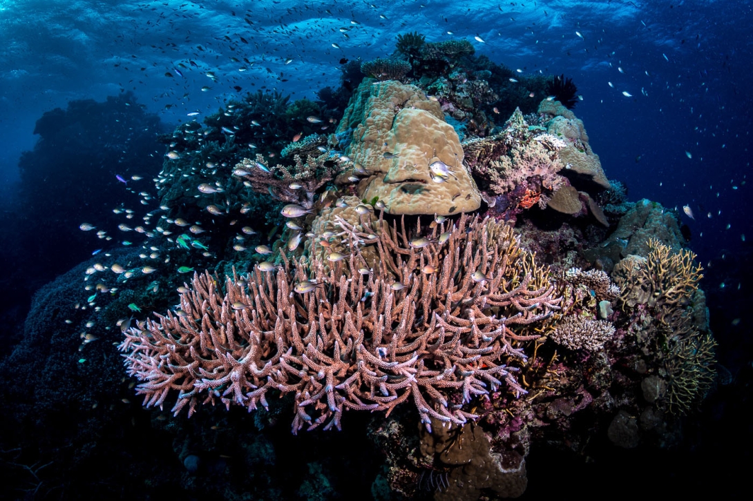 Healthy reef scape depicting a diversity of coral morphologies and schools of fish. The ocean water colours in the background are a deep blue. 