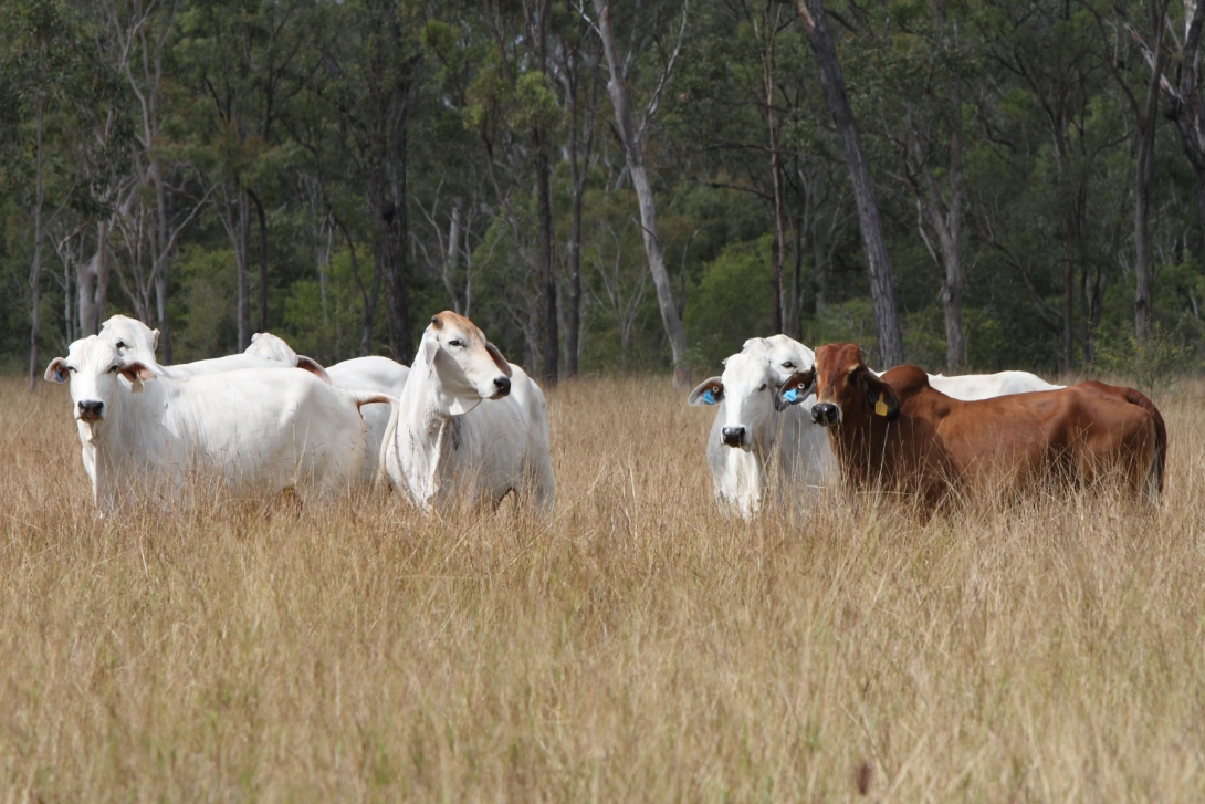 A herd of cattle in long grass with trees in background