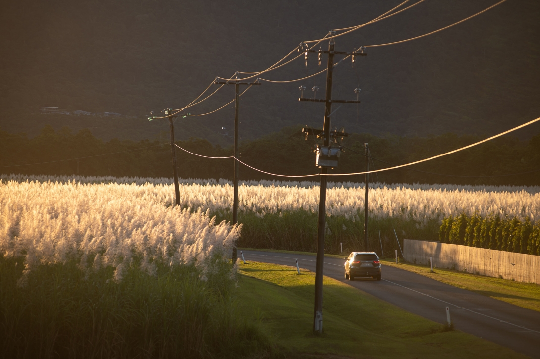 Fields of flowering sugar cane lit up in late afternoon sun, with car driving along a road between the fields. There are powerlines running alongside the road also lit up by the sun.