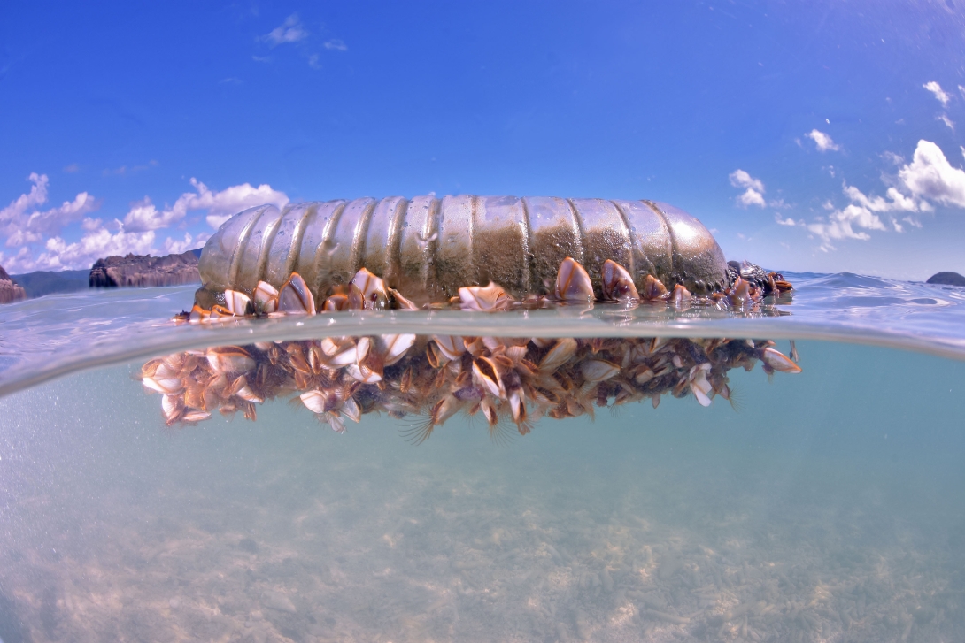 This photo shows a plastic bottle floating on the surface of the water above a sandy seafloor. The split photo includes perspectives above and below water. Below the water, goose barnacles and brown algae are attached to the bottle. 