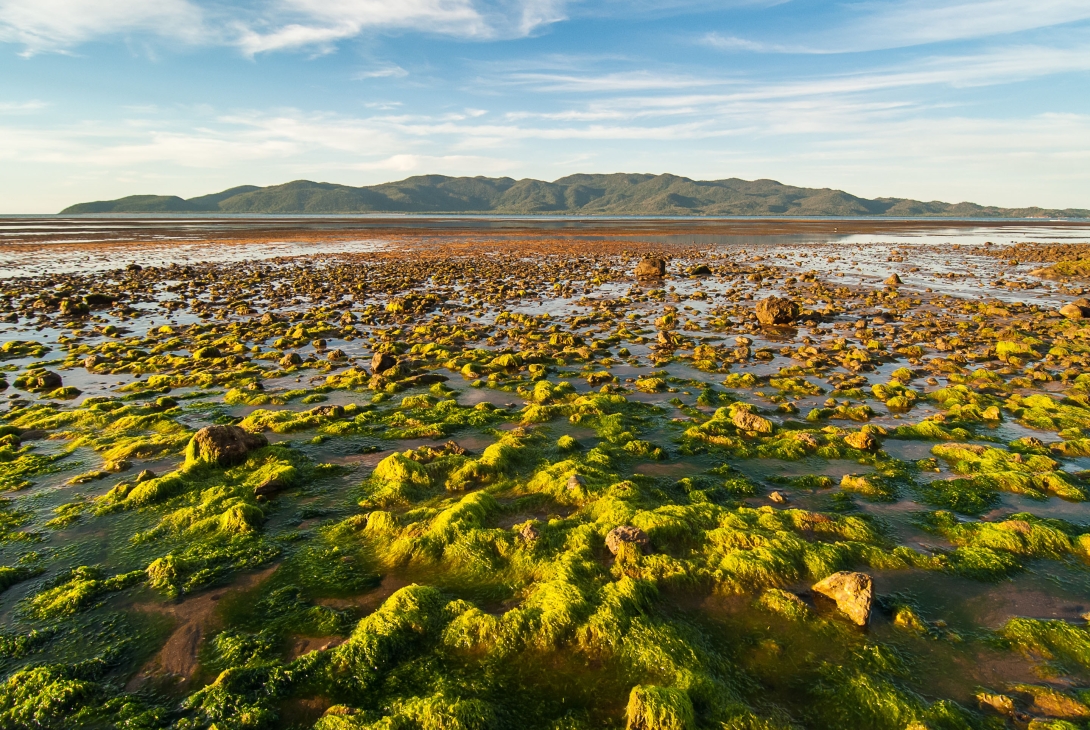 A photo of an intertidal flat exposed at low tide with small rocks covered in green algae, and Magnetic Island in the distance