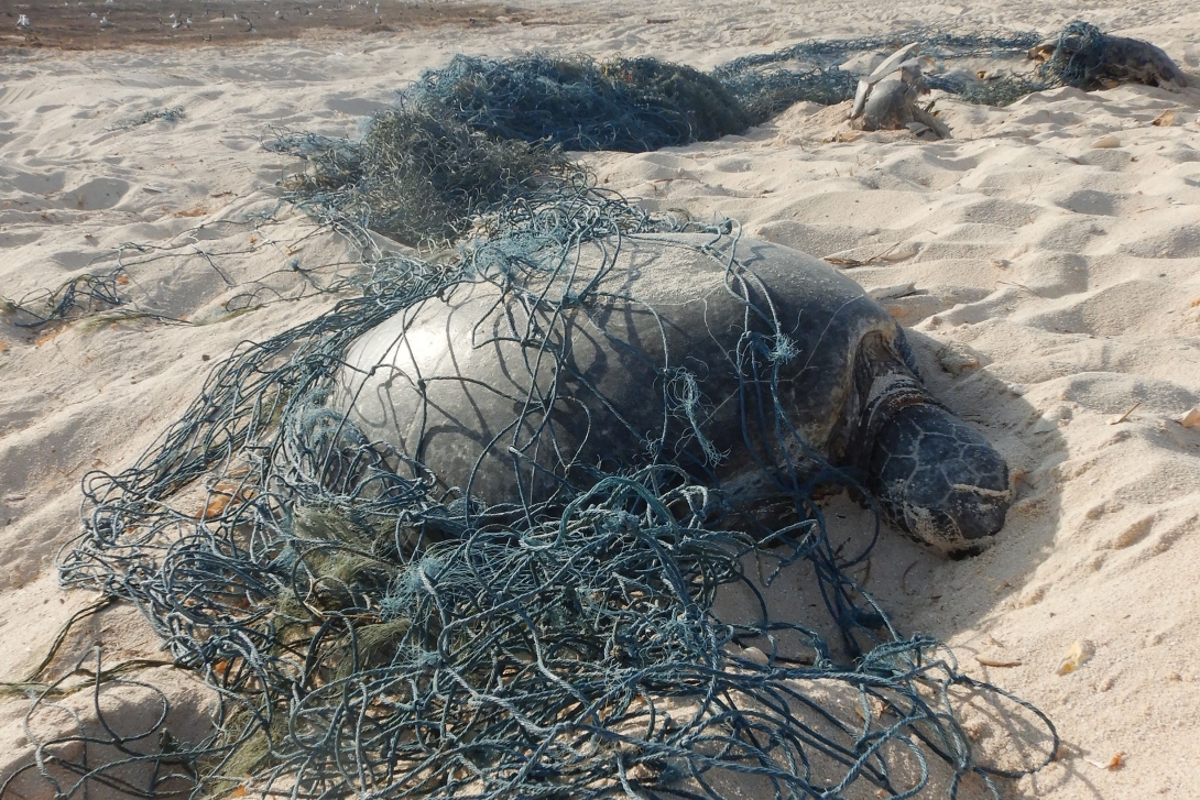 : A mass of blue fishing net washed up on the sand with 2 dead marine turtles entangled in it.