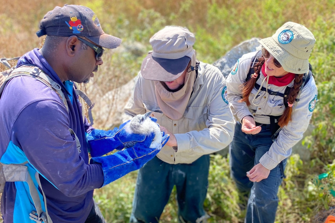 A photo of a Meriam Nation Custodian with two Queensland Parks and Wildlife services rangers. The Meriam Nation Custodian is gently holding a red-tailed tropicbird chick while the first ranger looks at the birds feet and the second ranger watches on. 