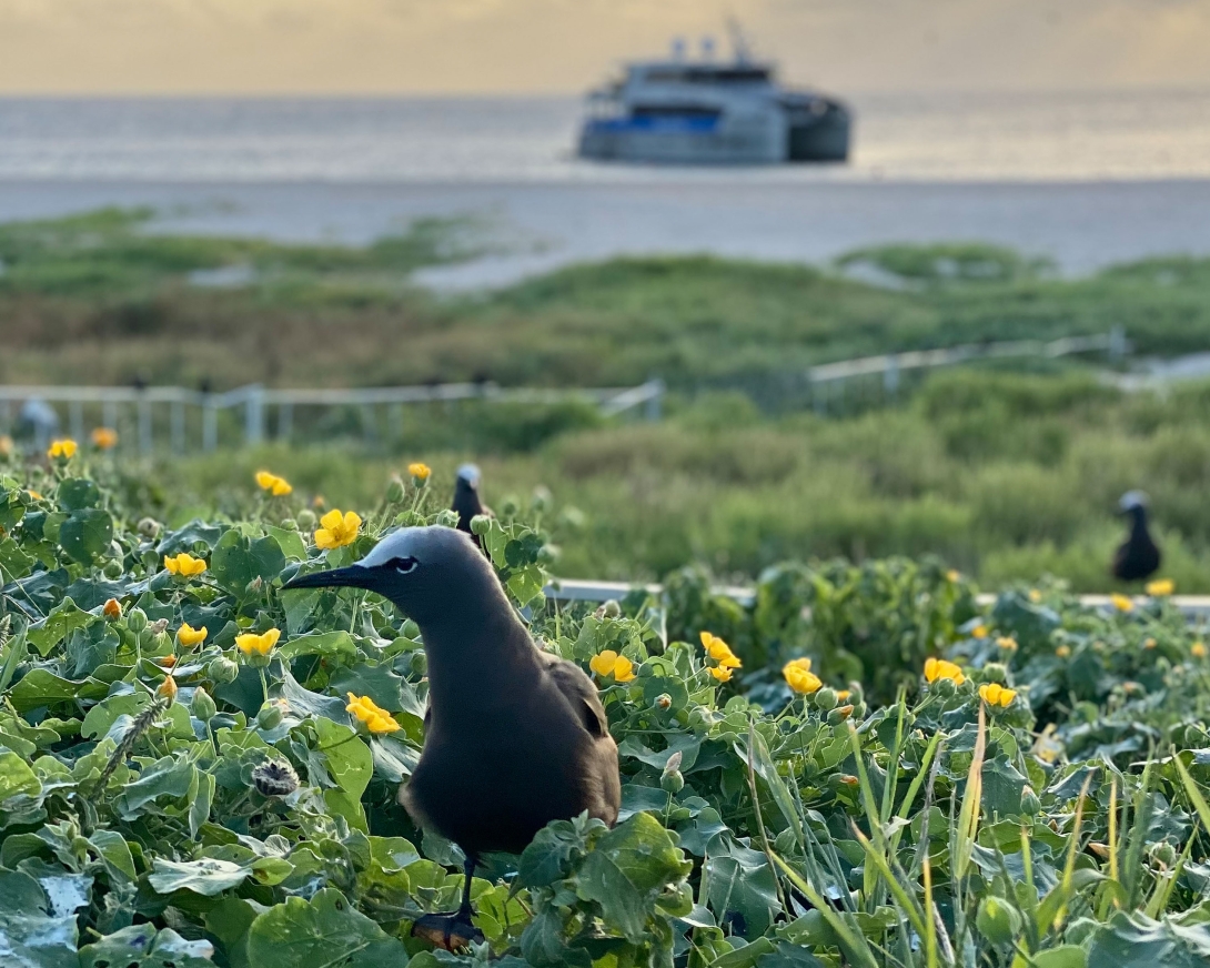 A close up photo of a black and white seabird, sitting amongst green vegetation with small yellow flowers. In the background, you can see the beach and the large Marine Parks vessel anchored just offshore. 