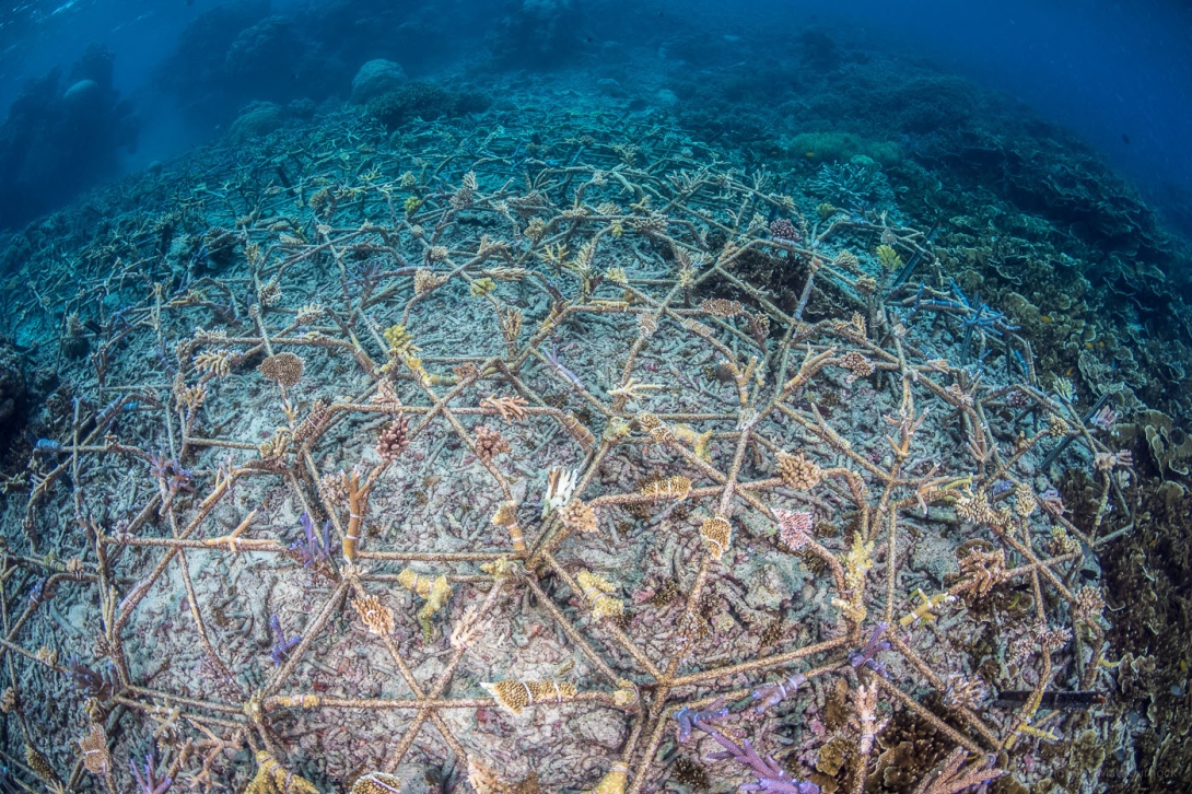 A photo of an underwater rehabilitation project. There is a matrix of large hexagonal metal frames that are secured above the seafloor. The frames have small health coral colonies attached at many locations. The sea surface below the frames appears to be a coral rubble field. 